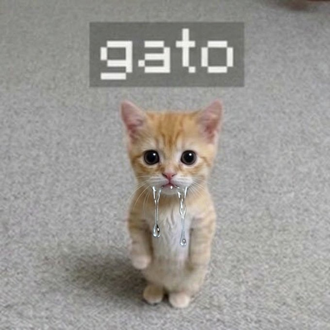 gato meme