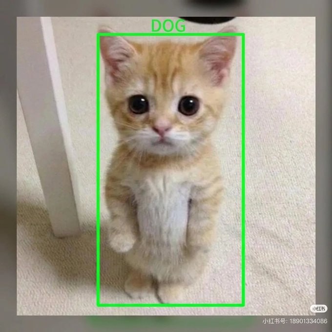 El Gato identified as DOG