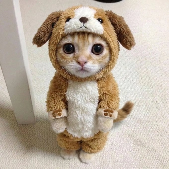 El Gato dog costume