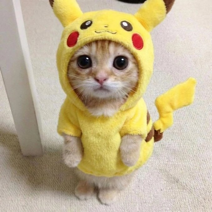 El Gato Pikachu